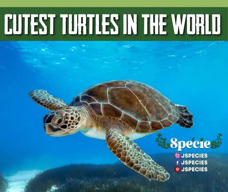 Cutest Turtles In The World
