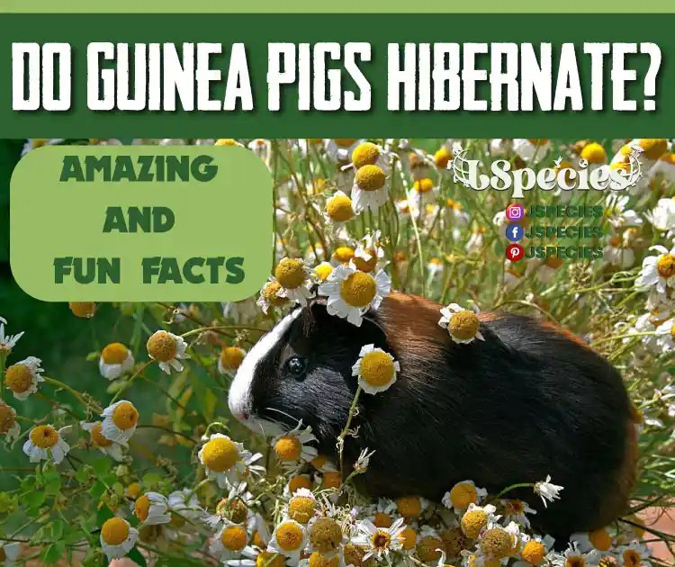 Do Guinea Pigs Hibernate?