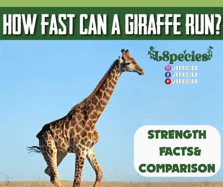 How Fast Can A Giraffe Run?