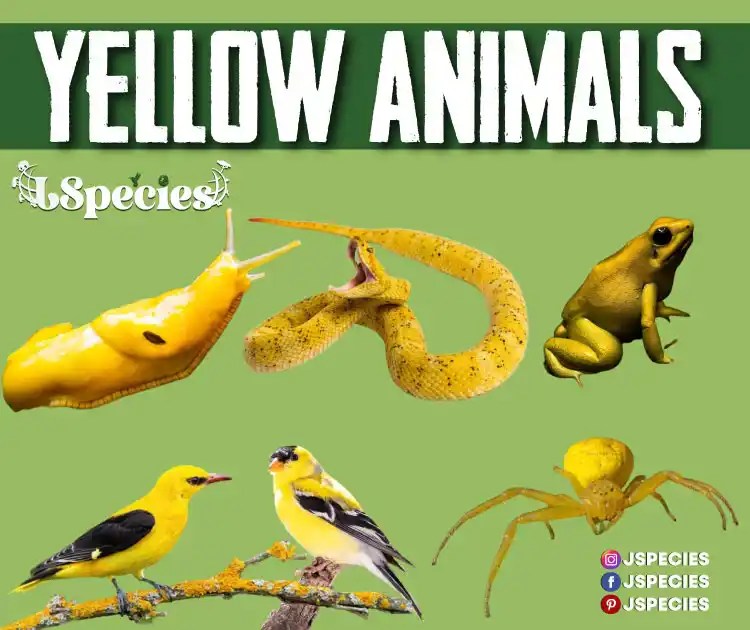 Meet the Most Beautiful Yellow Animals