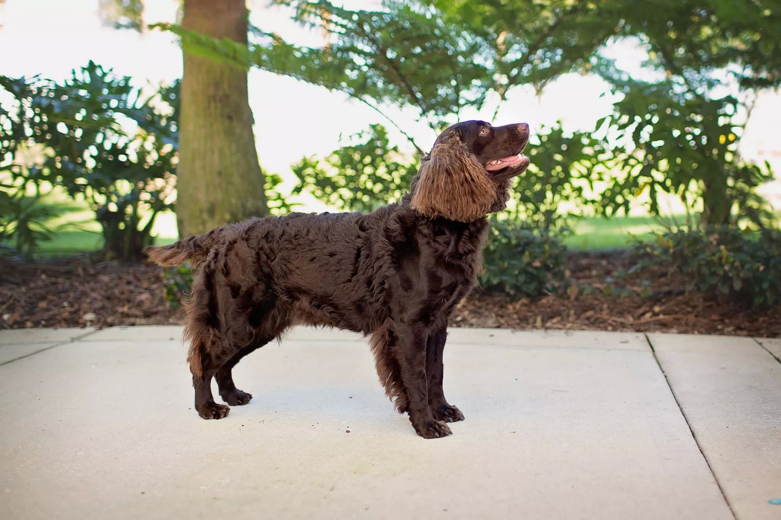 Wisconsin’s State Dog, the American Water Spaniel Milwaukee Sports Show