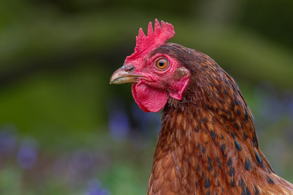 Why Do Chickens Keep Their Heads In A Fixed Location? | Just So You Know