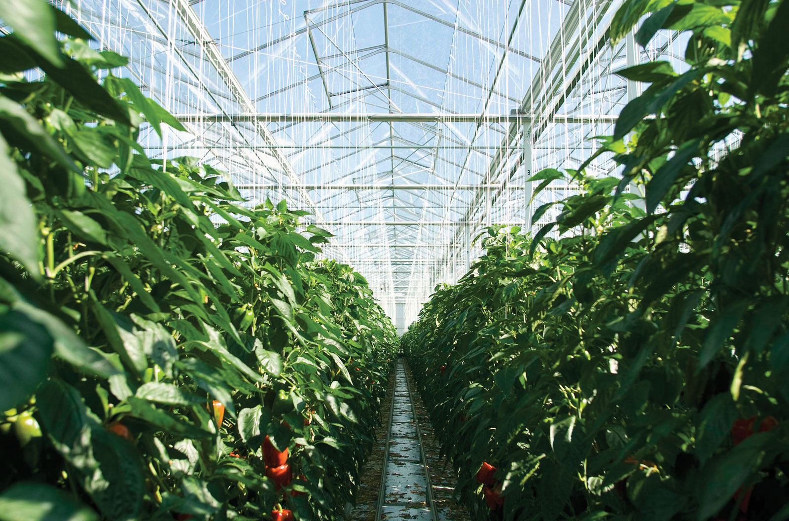 Things To know About Constructing Greenhouses in Cincinnati