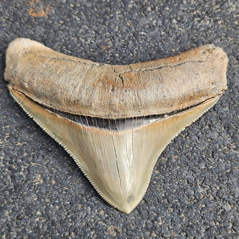 How much is a sharks tooth worth
