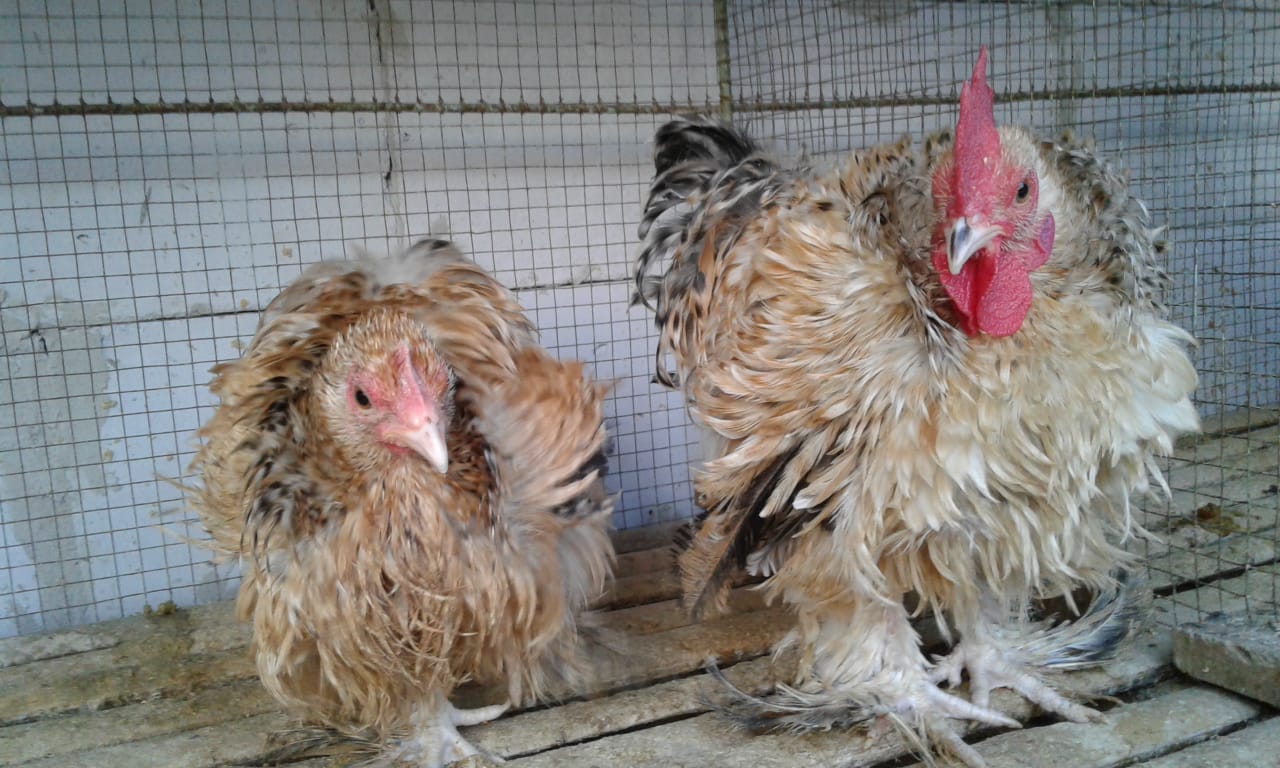 Galeri Foto Ayam Chocin Serta Pemberian Pakan yang Baik