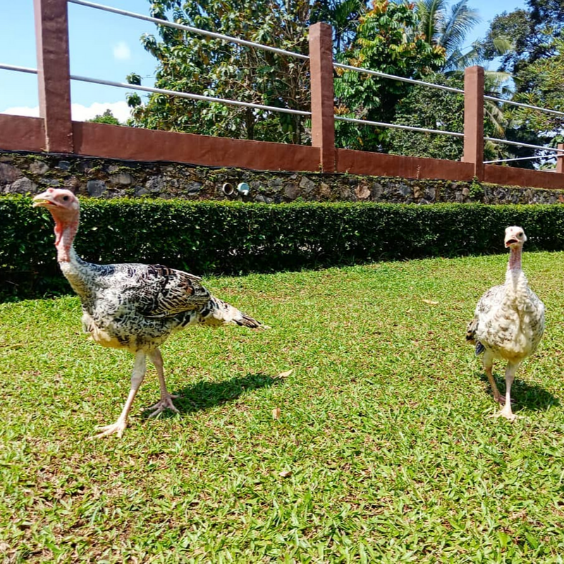 ️ Permintaan Tinggi Harga Ayam Kalkun Tetap Stabil
