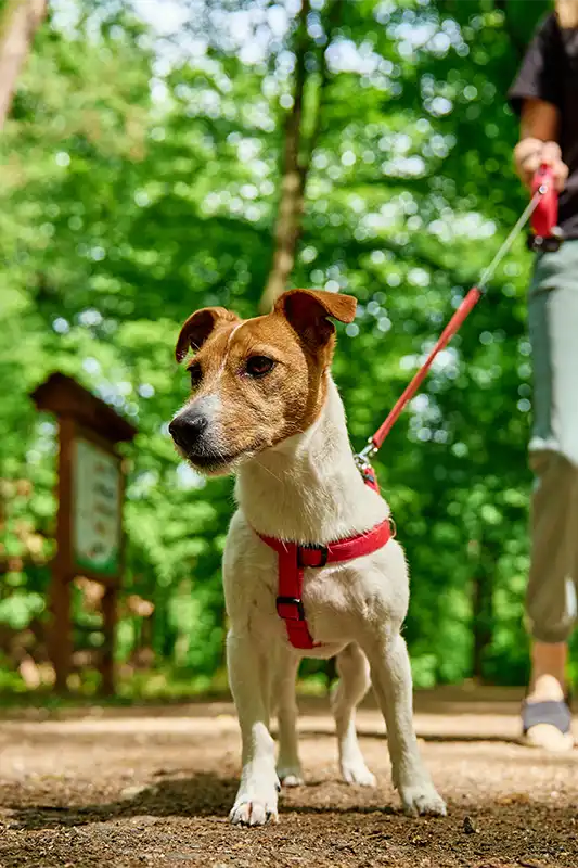 Which Sequim Hotels are Pet Friendly? Juan de Fuca Cottages