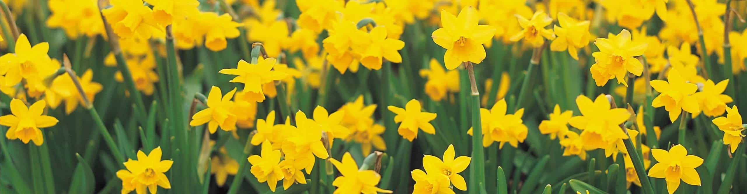 What Flowers do you Need in Your Life? Jubilance