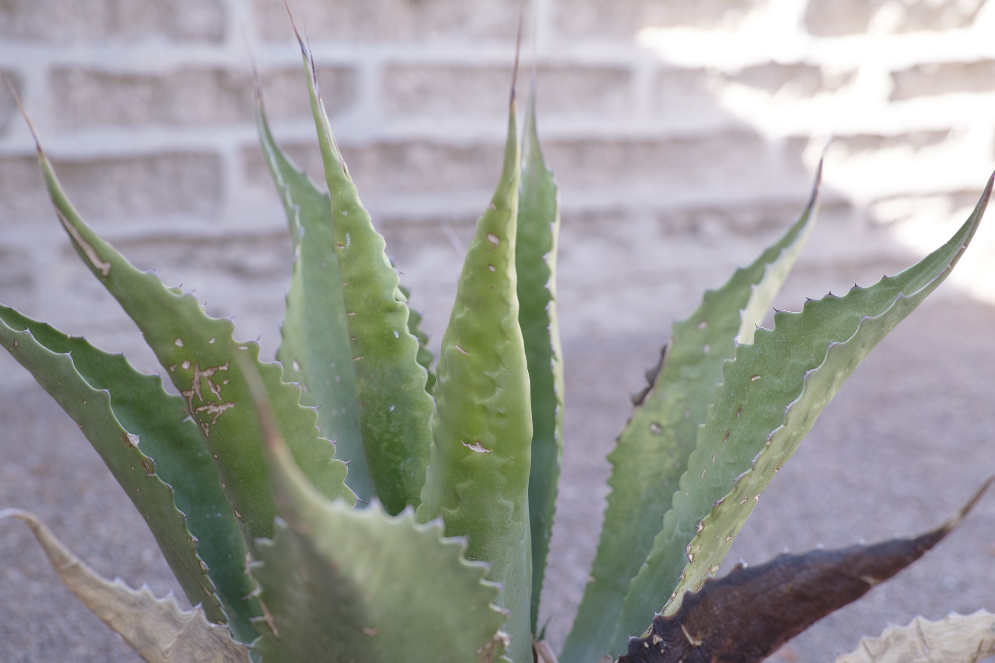 Agave Garden Opening Talk Judd Foundation