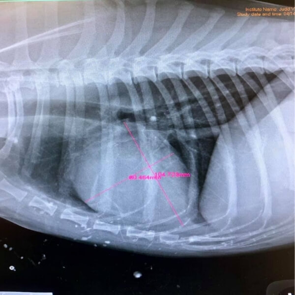 Pet Digital Radiology in Hewitt, TX 76643 Judd Veterinary Clinic