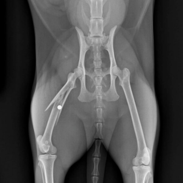 Pet Digital Radiology in Hewitt, TX 76643 Judd Veterinary Clinic