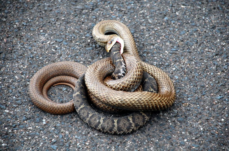 シマヘビ、ヤマカガシ、アオダイショウ、ジムグリの4種を見比べてみよう - あいかわ公園自然観察ガイド アオダイショウ、改めシマヘビがマムシを食べる