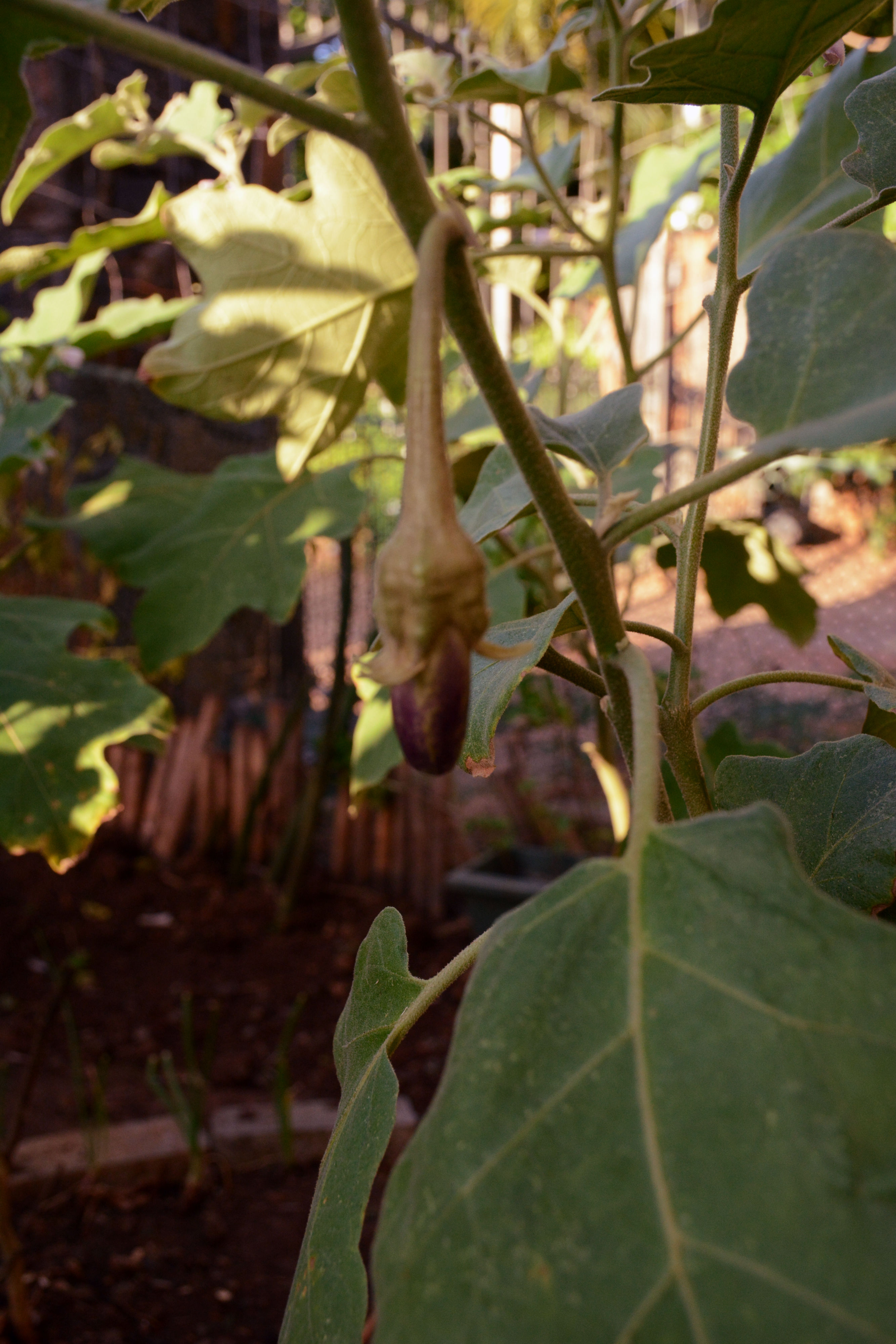 Eggplant Juju's Plants