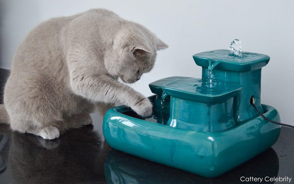 The Miaustore cat water fountain encourages cats to drink enough water