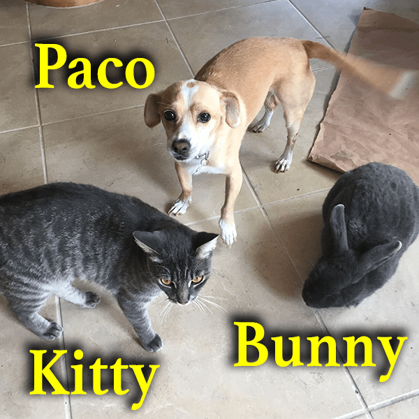 Jules Royalty Pet Care San Diego It's All About Our Pets