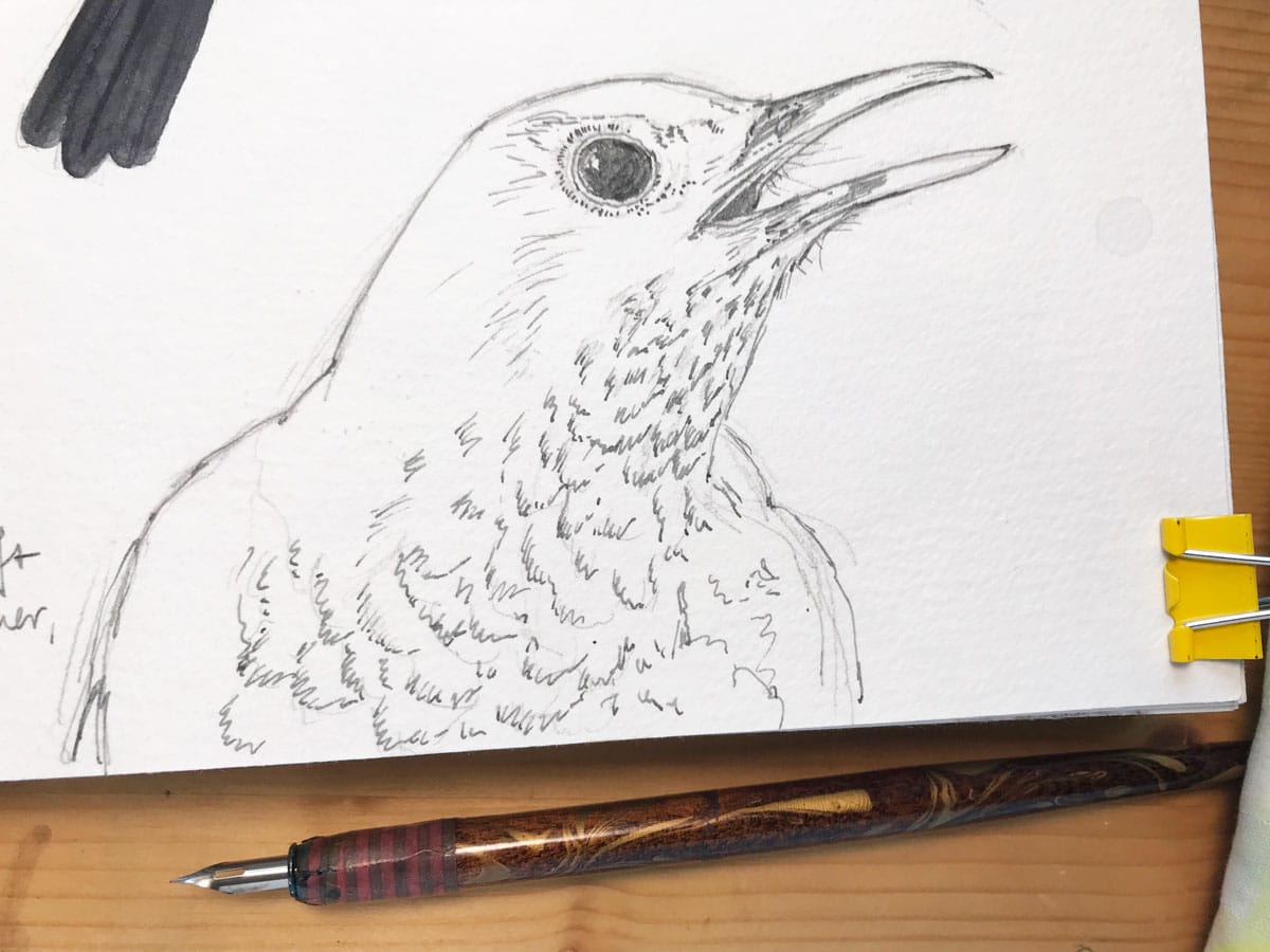 Dip Nib And Fountain Pen Sketching Comparing Steel Nibs Dip Nib And Fountain Pen Sketching Comparing Steel Nibs