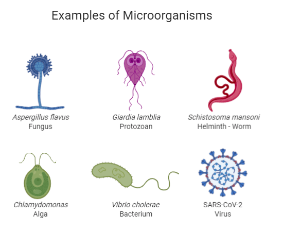 Module 1 Introduction to Microbiology