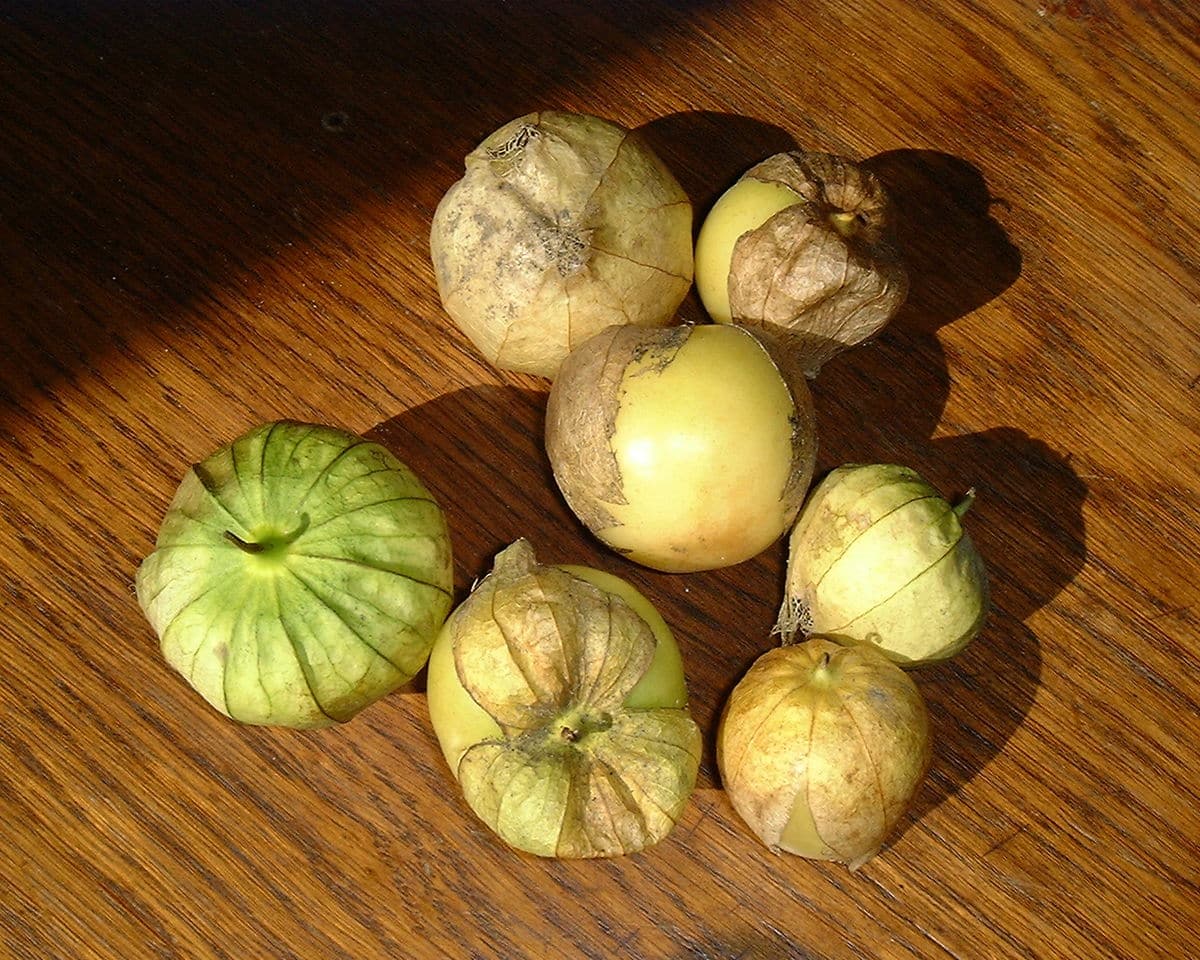 Tomatillo Vs. Ground Cherry