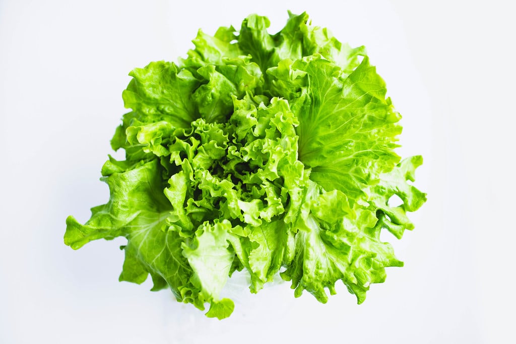 Does Lettuce Have To Be Refrigerated? Julian Nayuri
