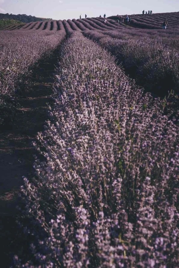 Lavender Land romania (Tărâmul Lavandei, Mădăraș) A 5-day Romania road trip: Castles, 2000-year-old ruins and natural wonders
