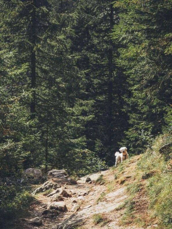 Easy hiking near Bucharest: Scropoasa Lake Romania bucegi mountains hike