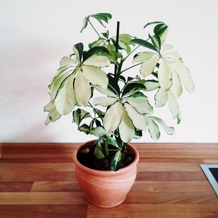 5 Zimmerpflanzen mit Blickfang Julia to the Fullest