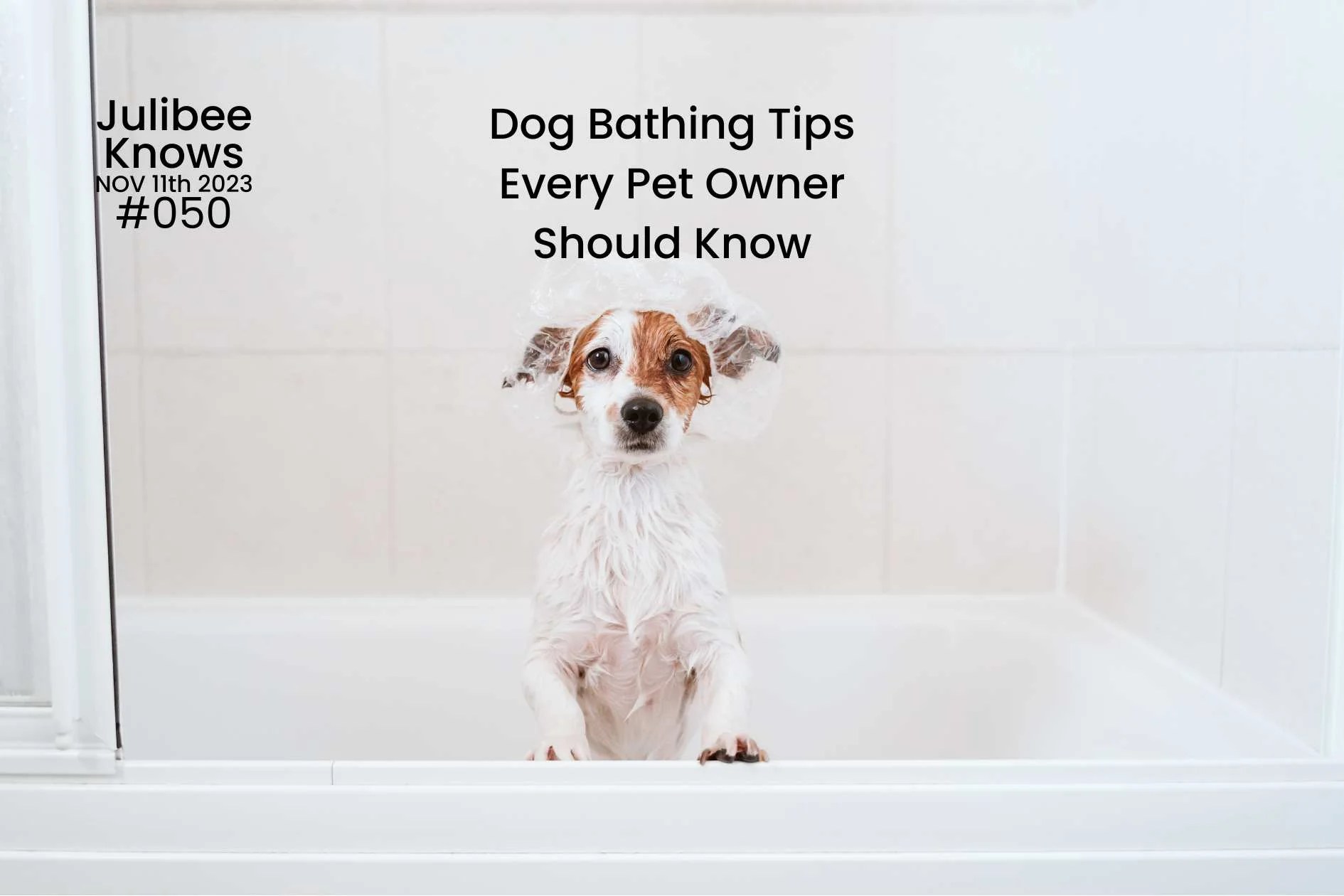 Dog Bathing Tips Every Pet Owner Should Know Julibee's