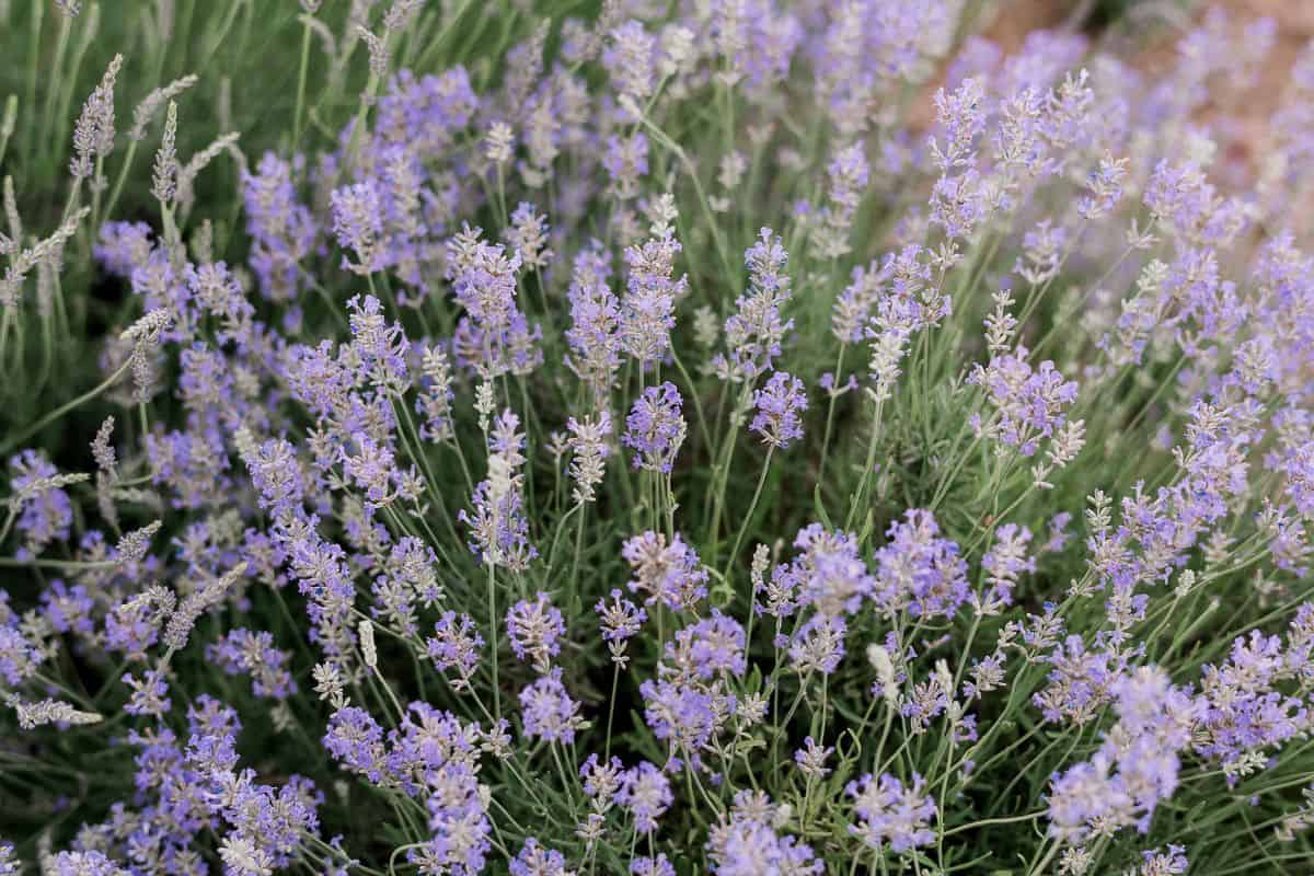 English Lavender / Lavandula Angustifolia Julie Blanner