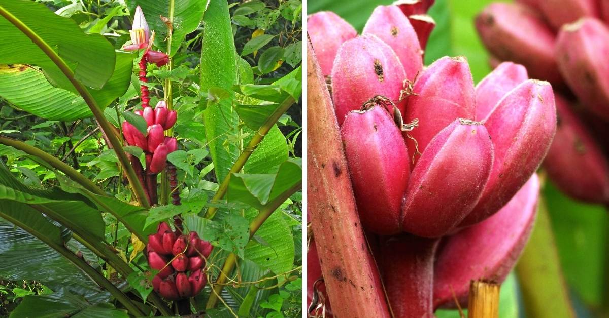 23 Pink Fruits With Names & Images