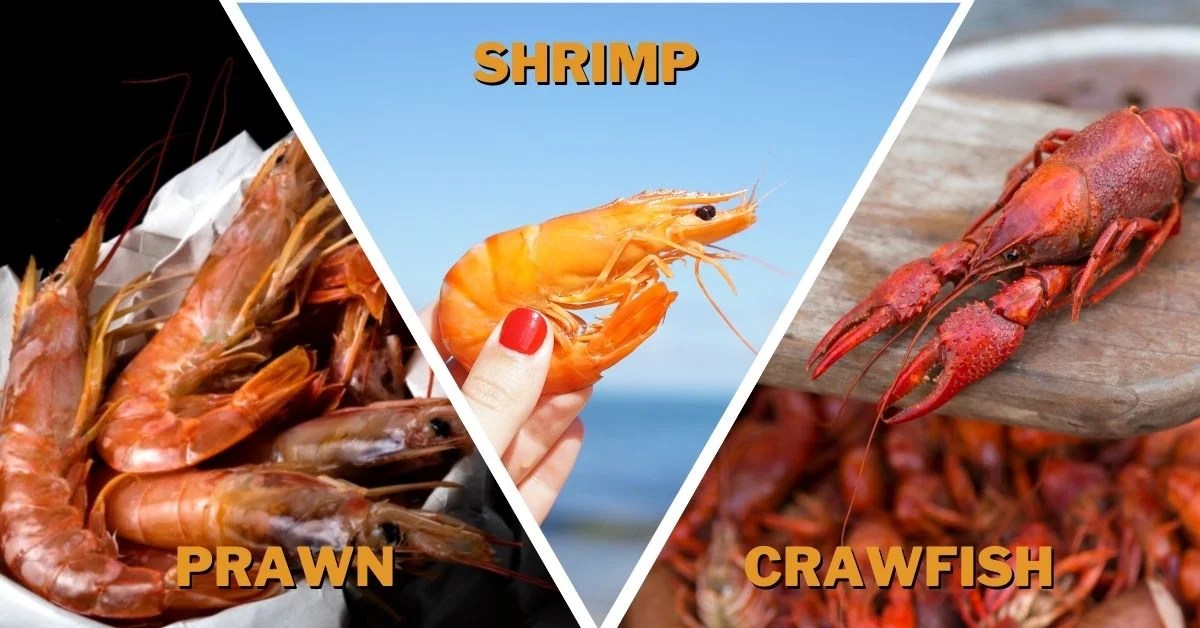 Prawn vs. Shrimp vs. Crawfish Differences