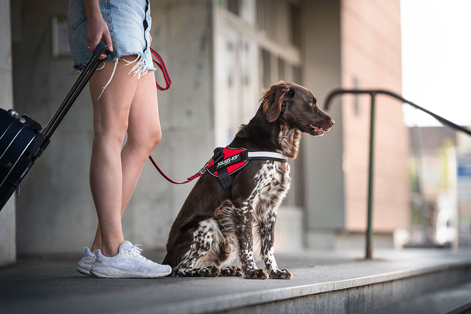 Die wichtigsten Befehle für jeden Hund Sitz und Platz