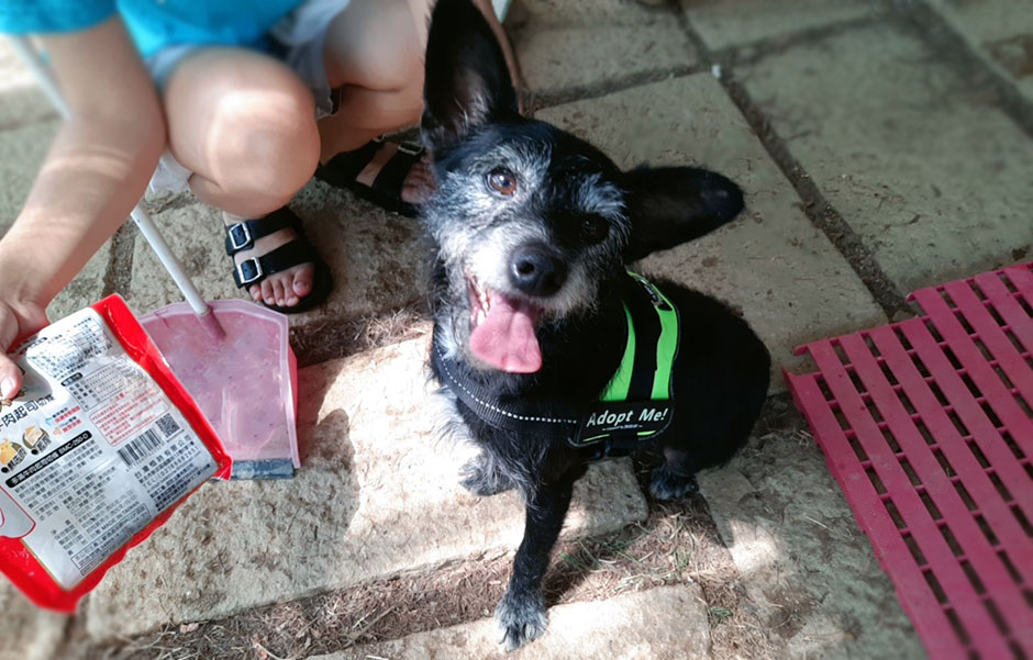 The stray dogs of Taiwan going to school JuliusK9® dog harness