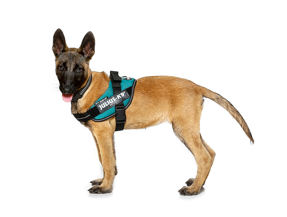 The history of dog harnesses JuliusK9® dog harness