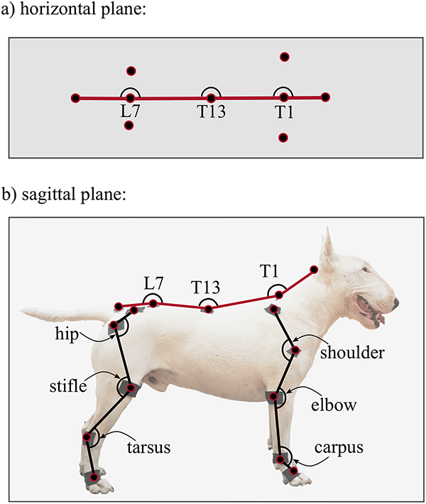 Development of a detailed canine gait analysis method for evaluating