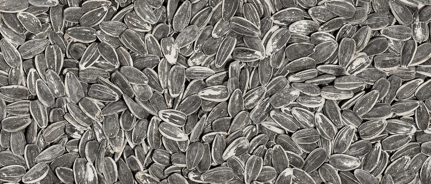 Wild Ranch Seeds (16oz) Jumbo Sunflower Seeds + Snacks