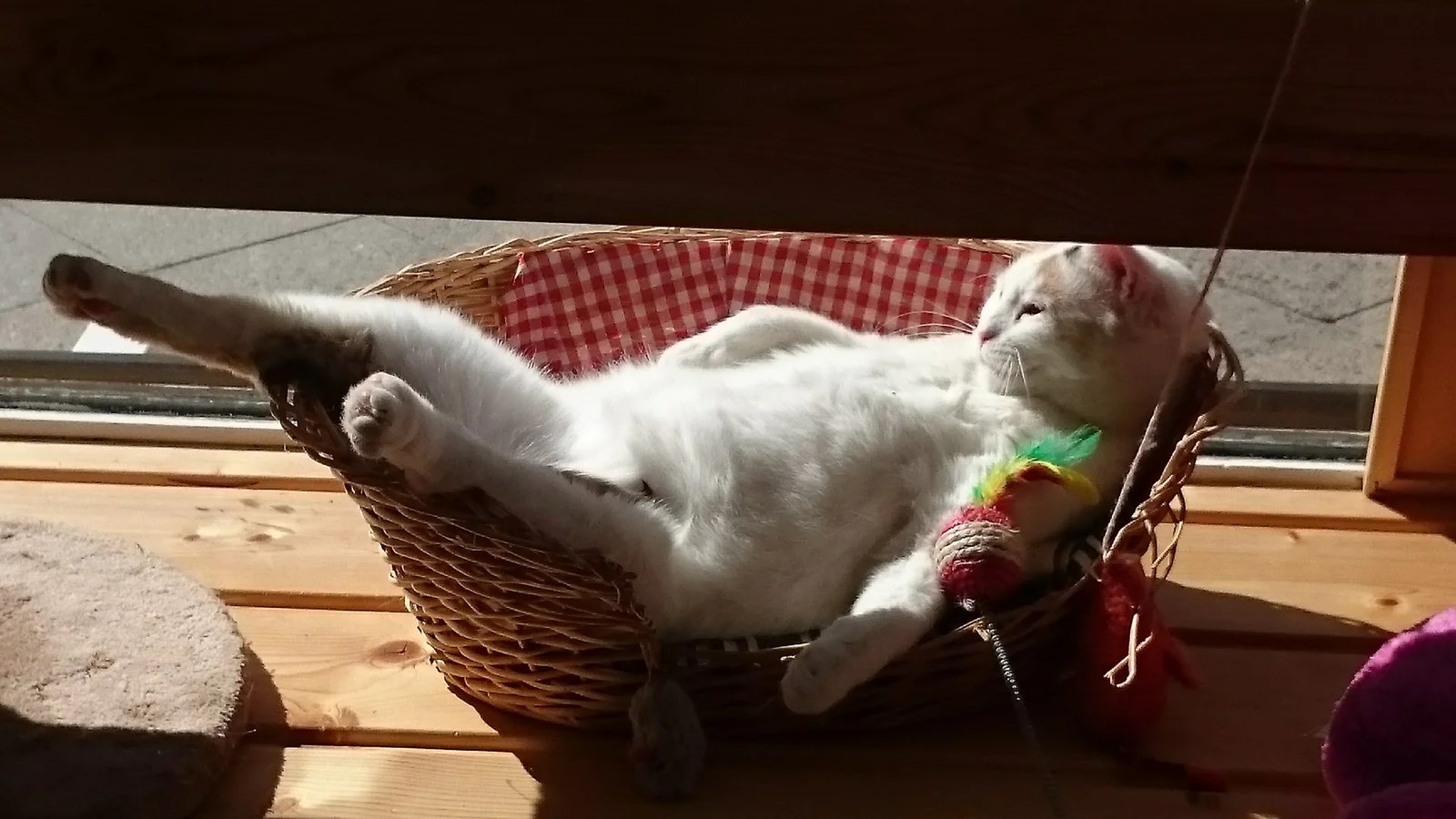 Café Zur Mieze KatzenCafé in Berlin Charlottenburg JUMP Berlin