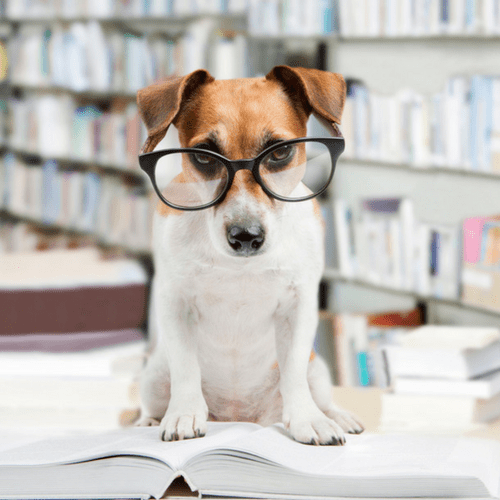 Is It Legal To Make Money Dog Boarding In My Home?