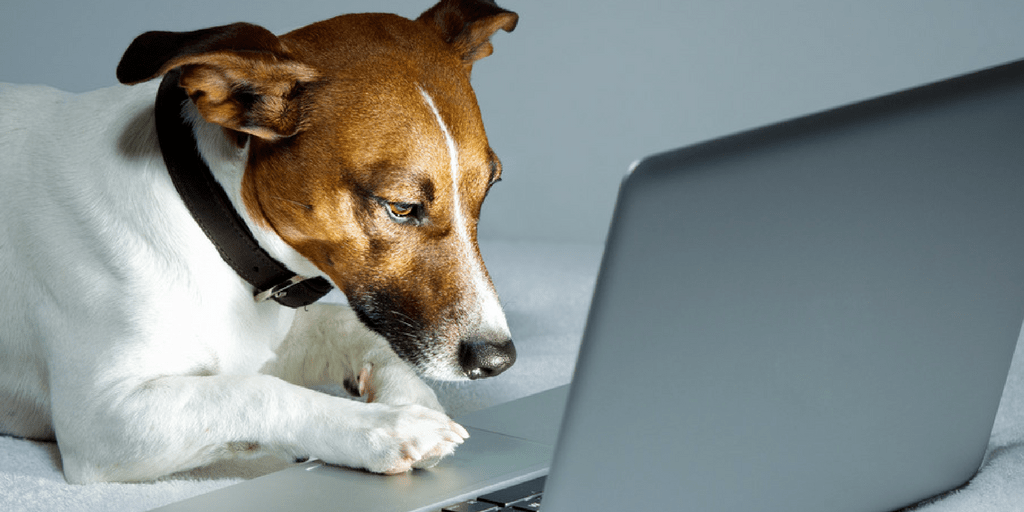 Review The Top sites For Hiring Pet Sitters & Hiring Dog Walkers