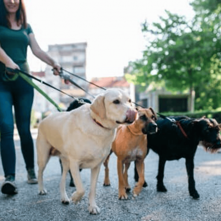 Employees — Pet Sitting Business Coaching