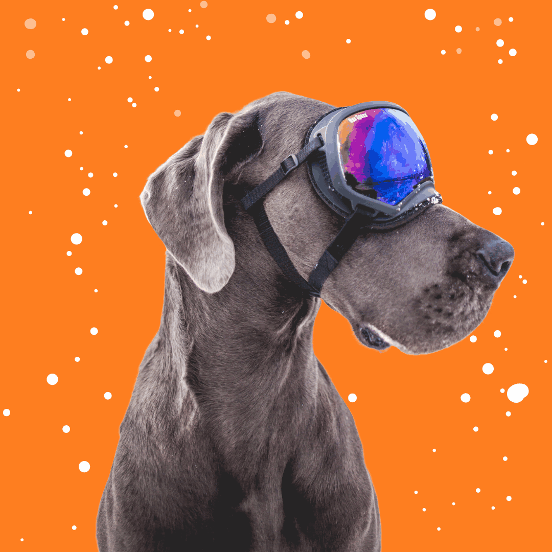 Easil gif Pet Sitting Business Coaching