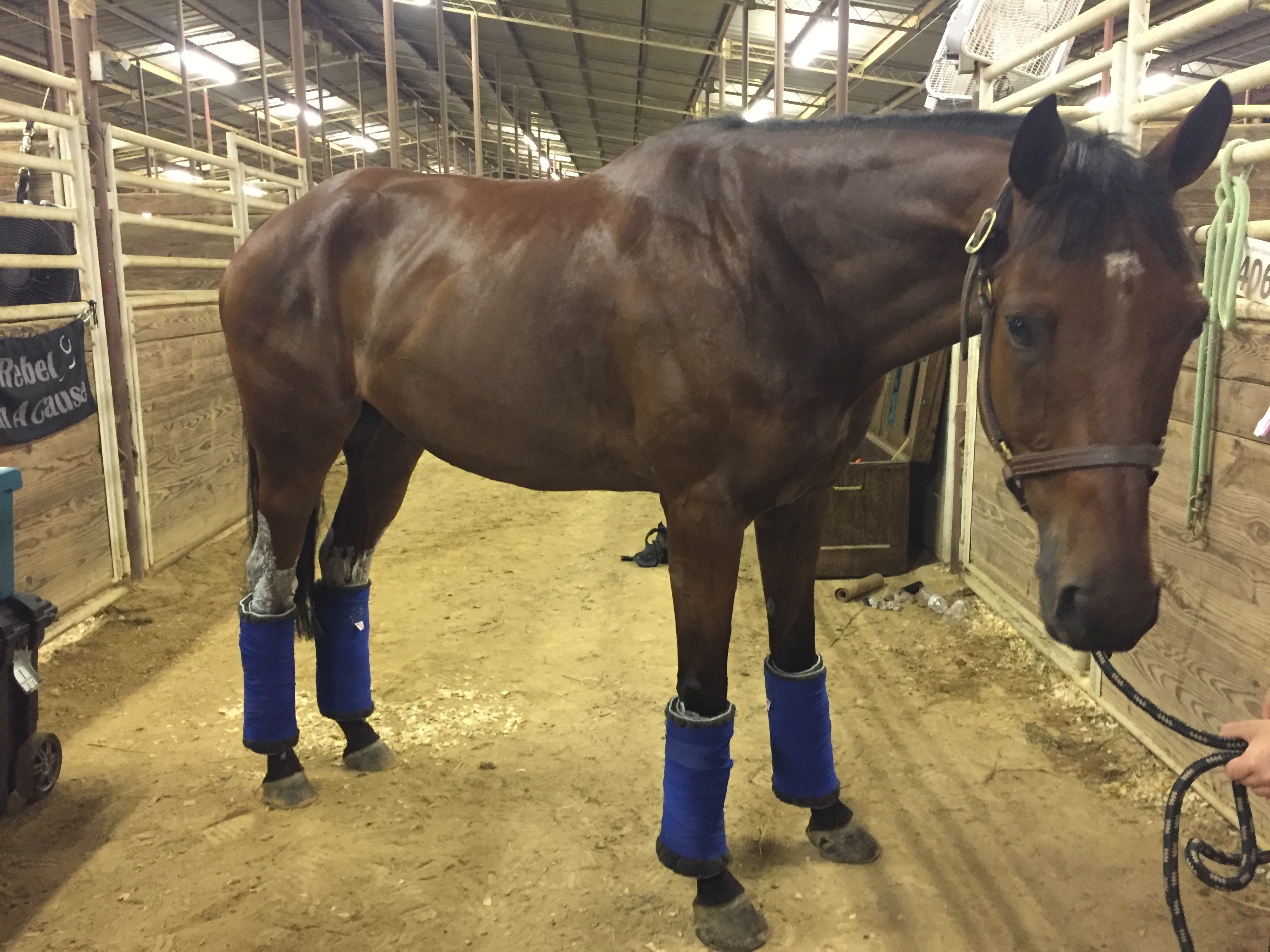 Product Review Draper Equine Therapy No Bow Wraps Jumper Nation