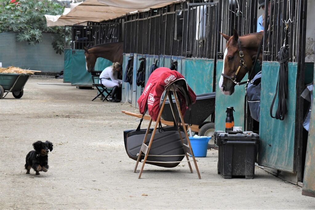 Leone Equestrian Law Getting Paid as an Equestrian Professional