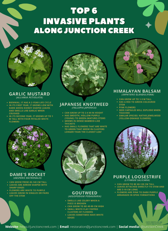 Invasive Species Project 2022 Junction Creek Stewardship Committee