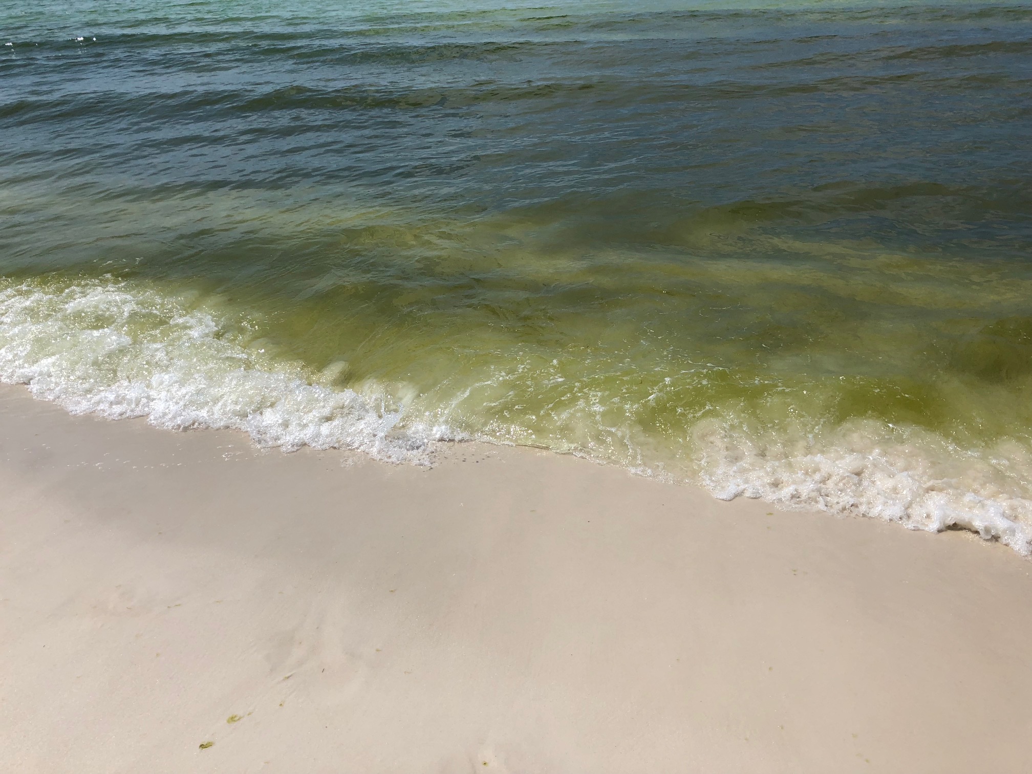 The June Grass Report Crowdsourced June Grass and Beach Updates from the beautiful Florida