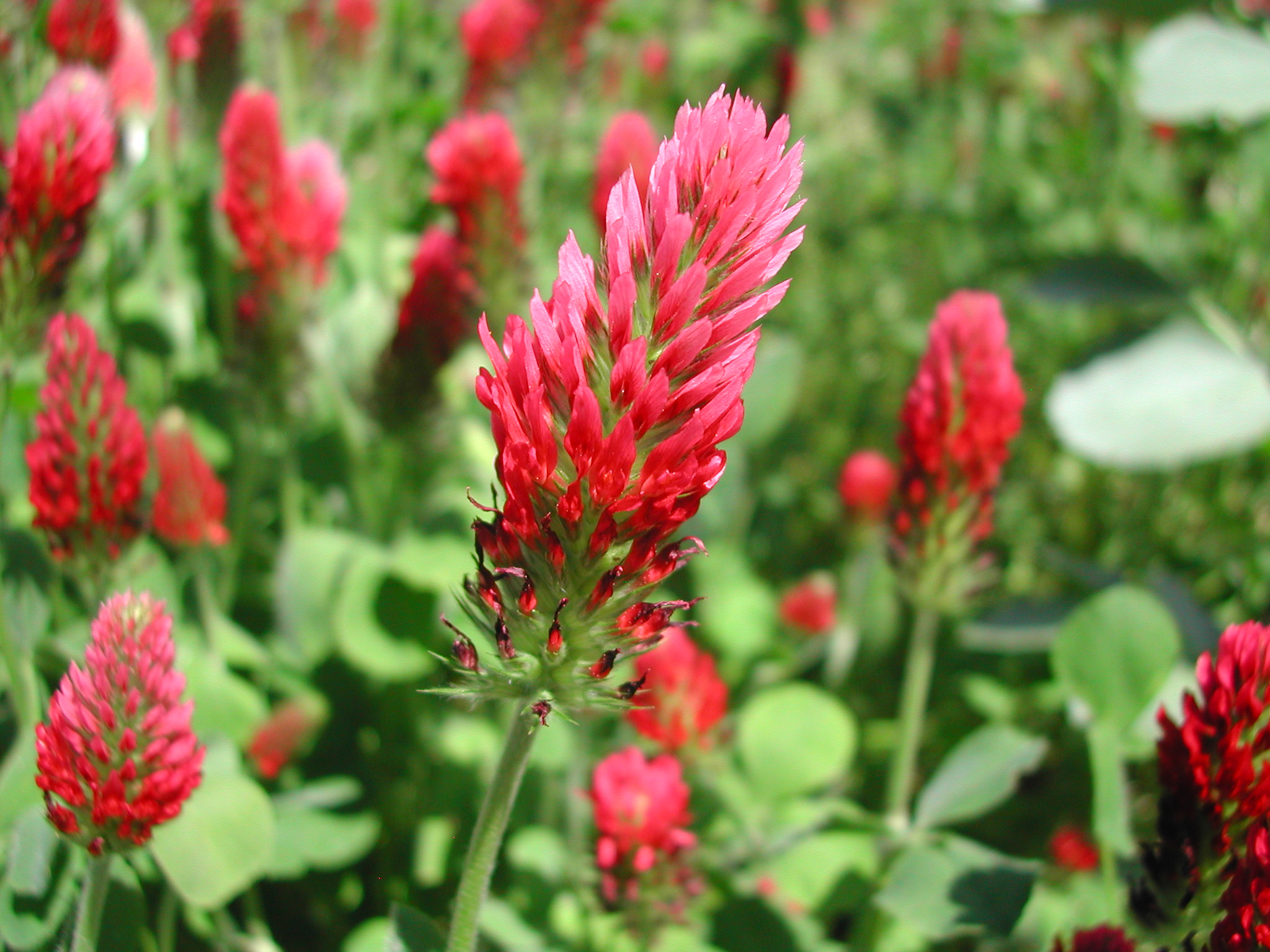 Bloom and Grow Bethel Springs Farm