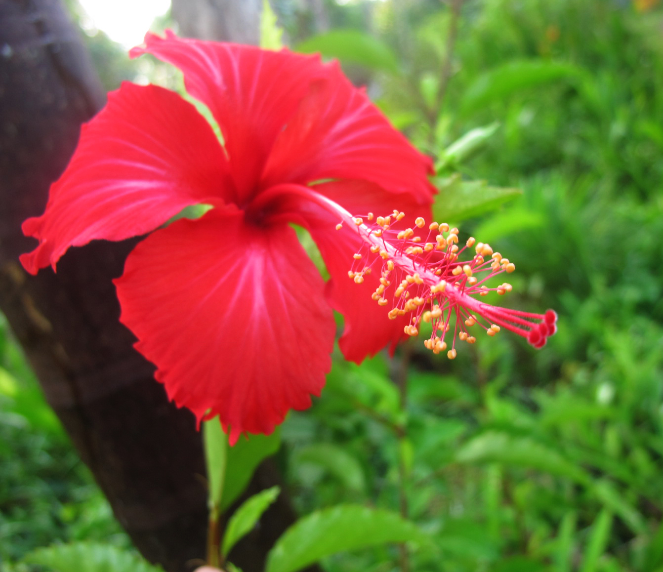 Red Hibiscus Jungle Container