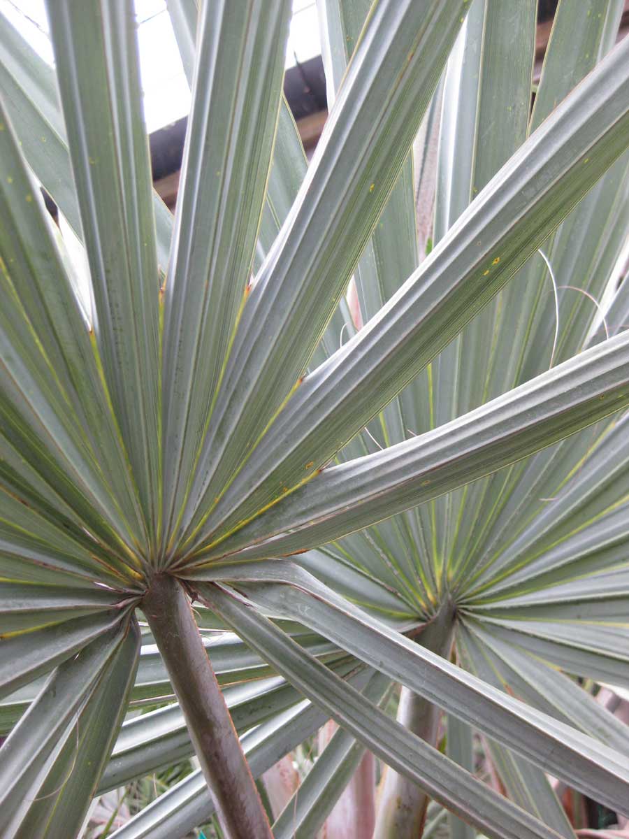 Tropical plants nursery in Willunga Jungle in Willunga