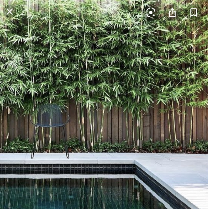 Jungle in Willunga. Plant nursery in Willunga.