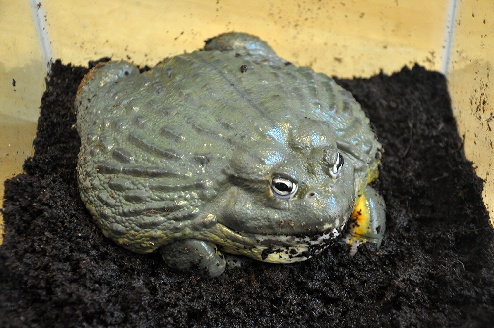 Giant African Bullfrog Jungle James Animal Adventures, LLC