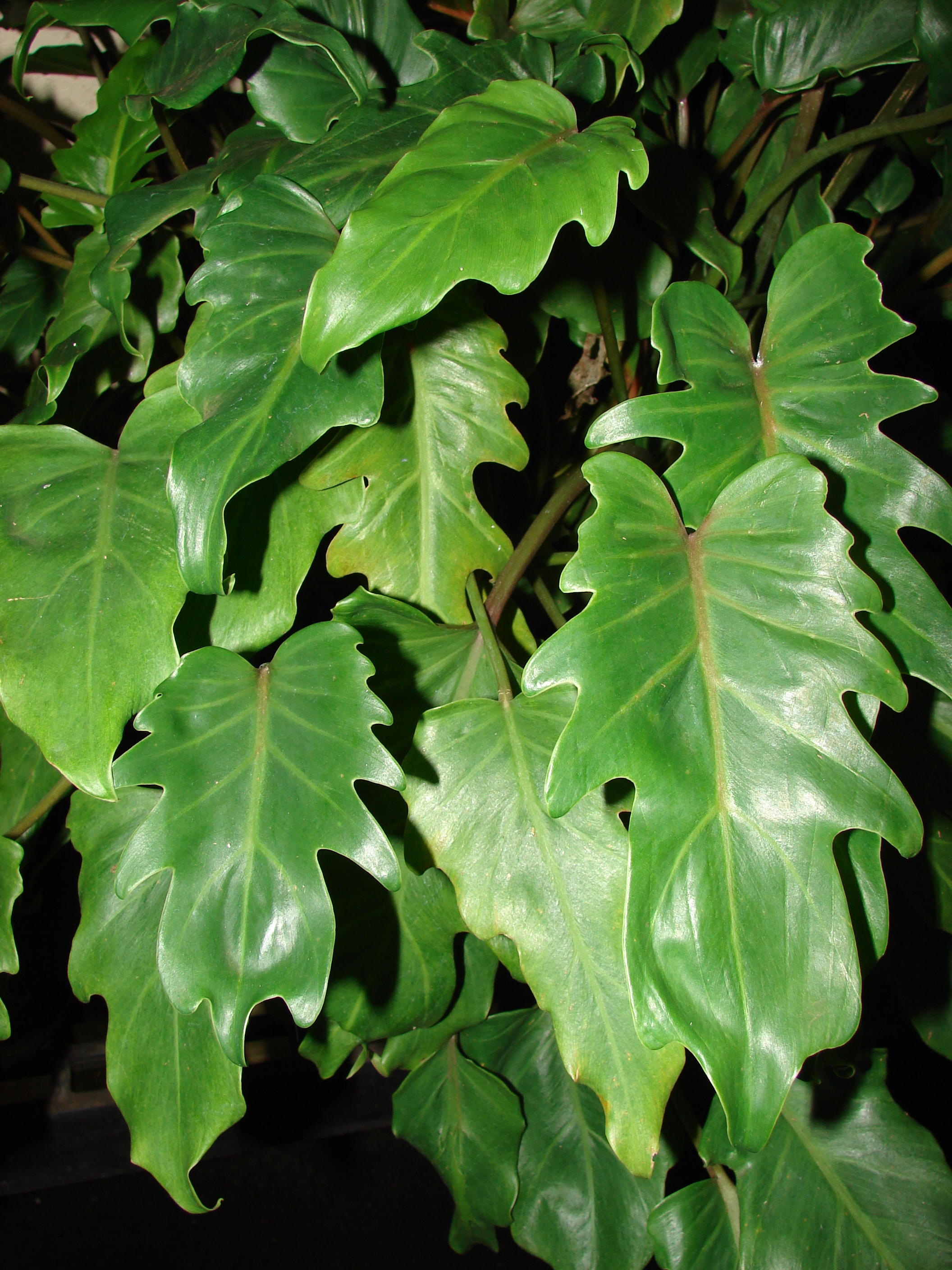 Jungle Service Plants Indoor Philodendron xanadu Xanadu Philodendron